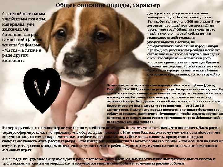 Описание породы джек рассел терьер