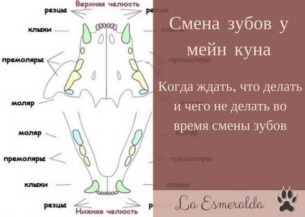 Когда у котов меняются молочные зубы и сколько зубов должно быть у кошек