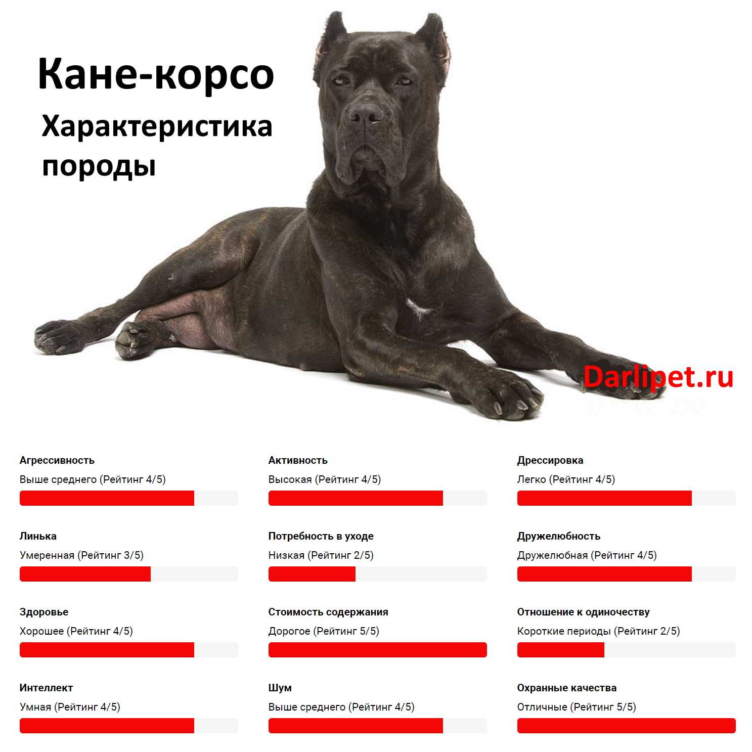 Кане корсо: описание породы итальянского мастифа, характеристика, дрессировка и воспитание