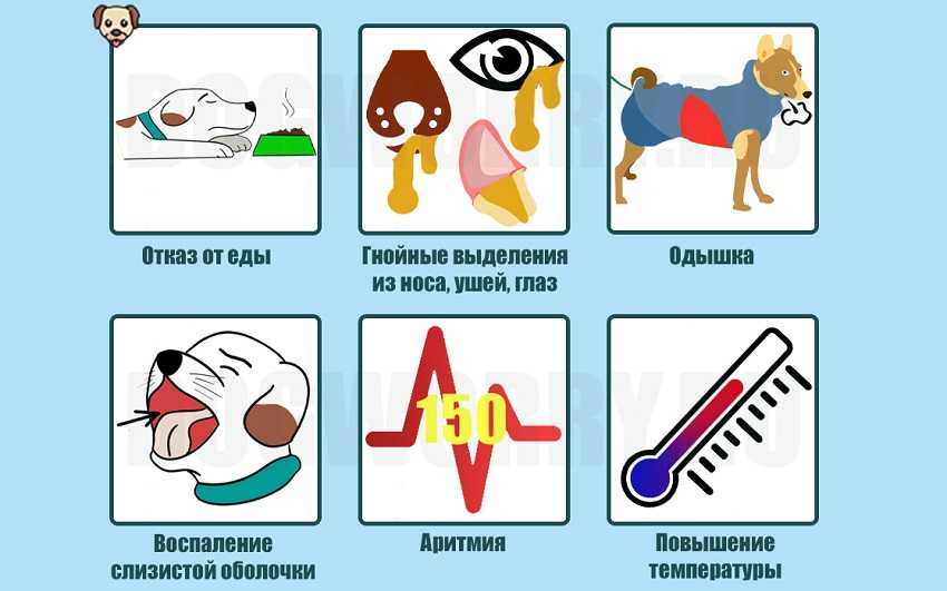 Хламидиоз у кошек, причины, симптомы заболевания, терапия, профилактика