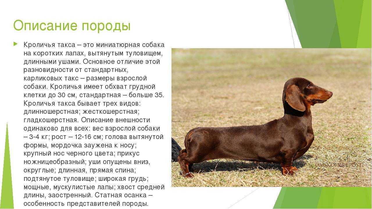 Карликовые или миниатюрные таксы, длинношерстные и жесткошерстные, кроличьи, стандартные
