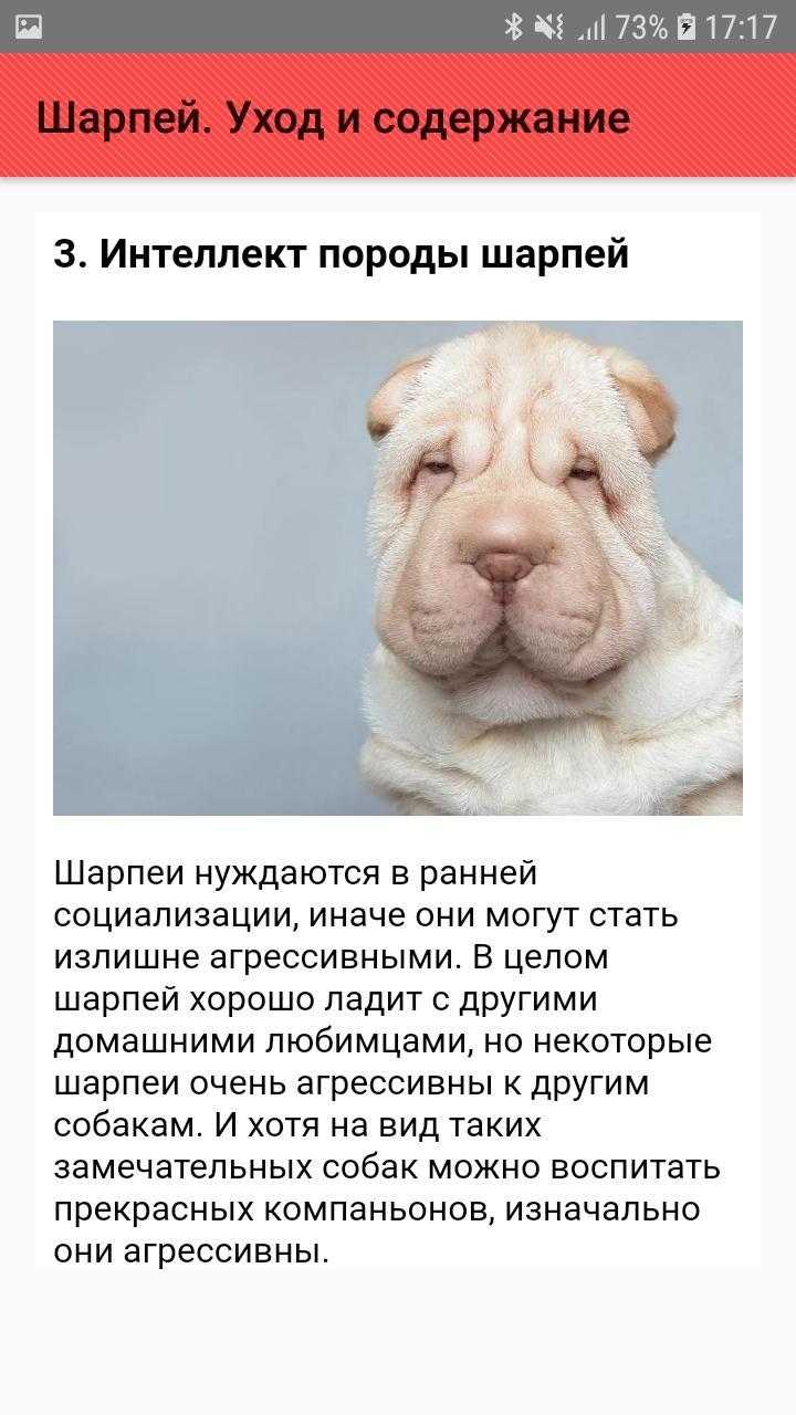 Шарпей — уход и содержание собаки в домашних условиях