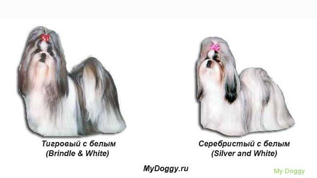 Ши-тцу: стандарт породы, окрас, как выбрать щенка