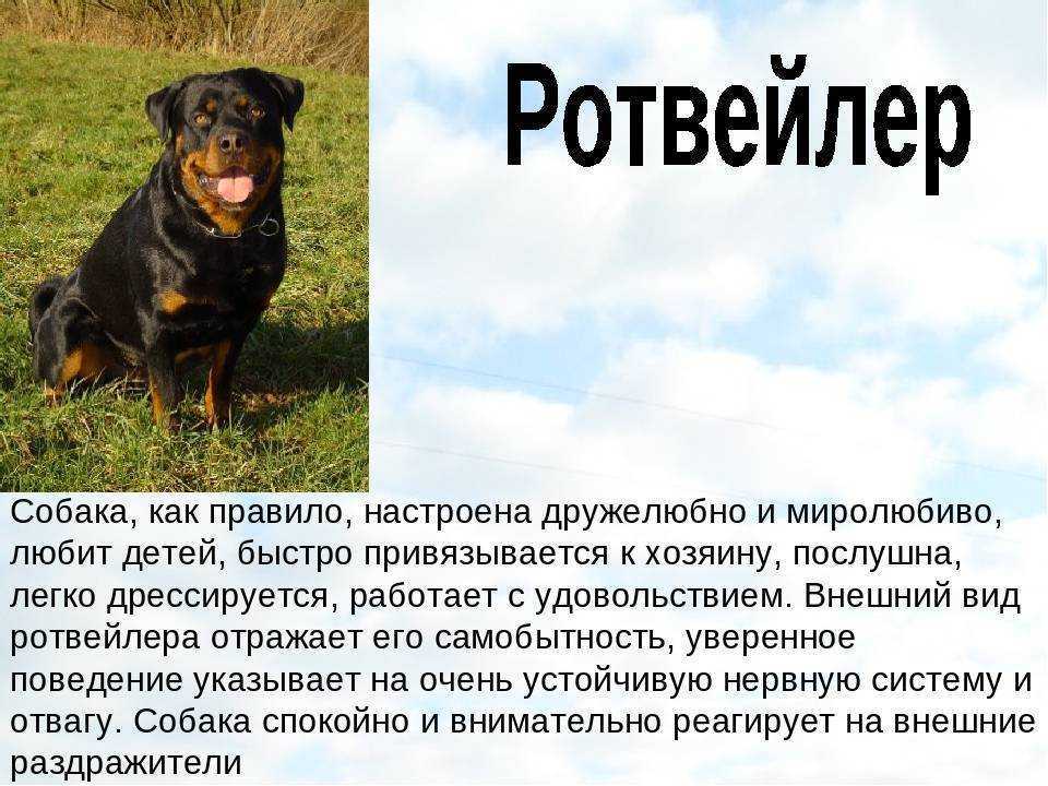 Ротвейлеры 🐕: описание породы, характер, содержание и уход, фото собаки