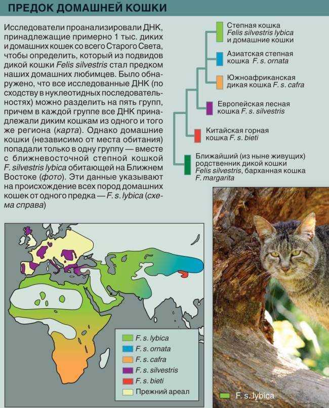 Дикий лесной кот, пра-пра-пра... дедушка всех наших васек и мурок - ареал обитания, подвиды, образ жизни, рацион, размножение, возможность приручения