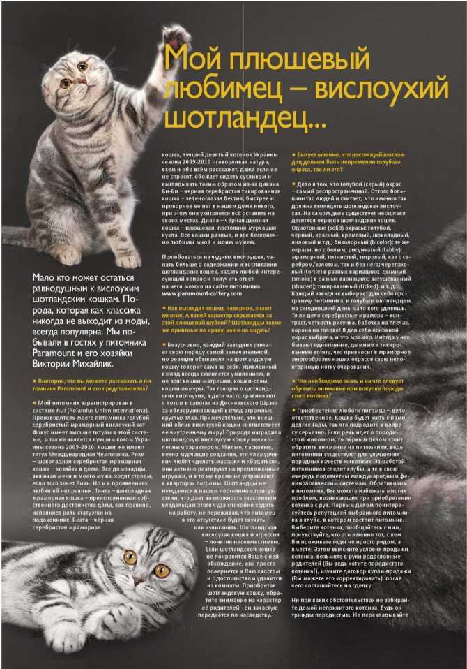 Чем кормить шотландского вислоухого котенка и как правильно за ним ухаживать