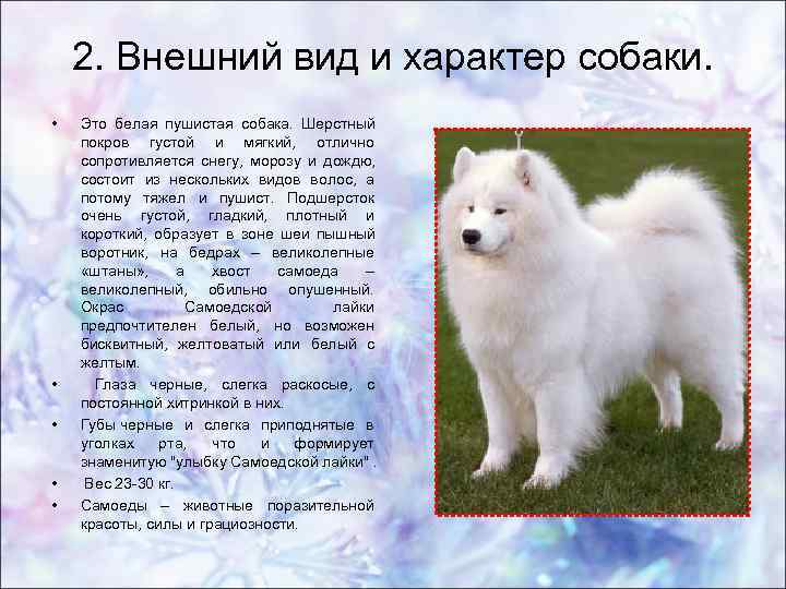 Самоедская лайка (фото) - верный друг и заряд позитивной энергии - kot-pes