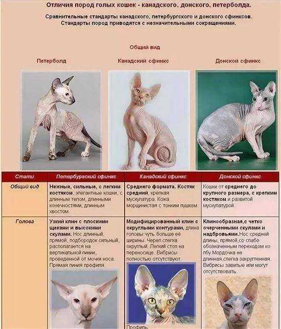 Петербургский сфинкс (петерболд): описание породы кошек, характер (с фото)