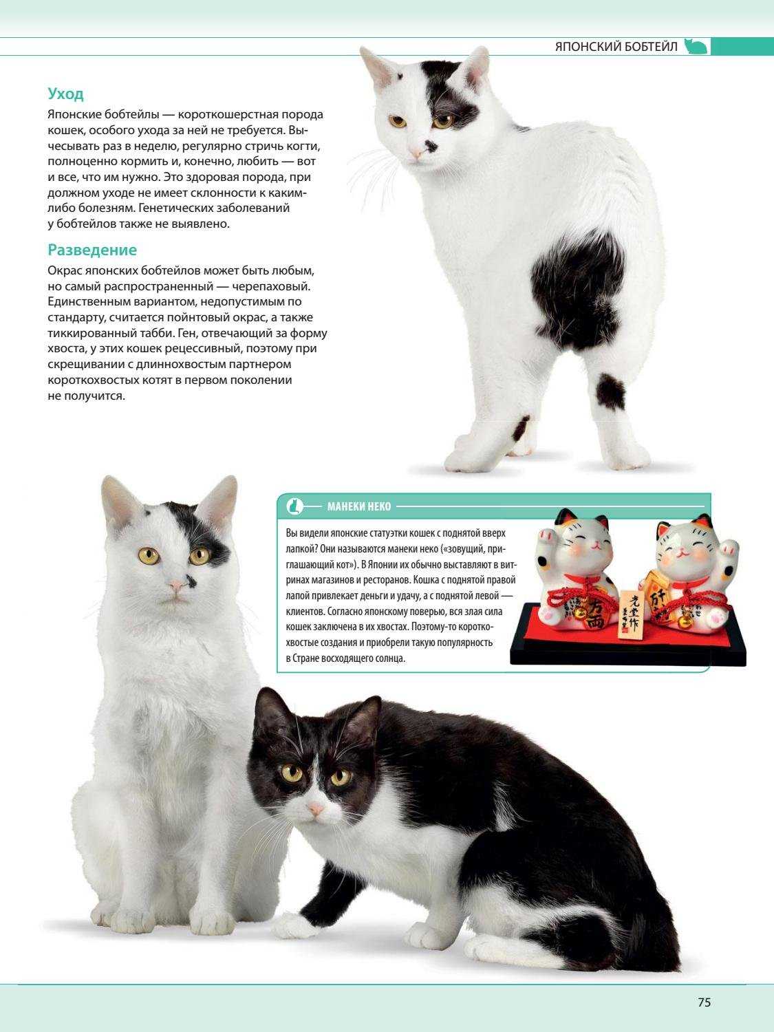 Описание кота и кошки породы японский бобтейл
