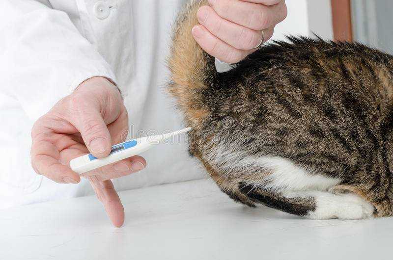 Как измерить температуру коту в домашних условиях: способы