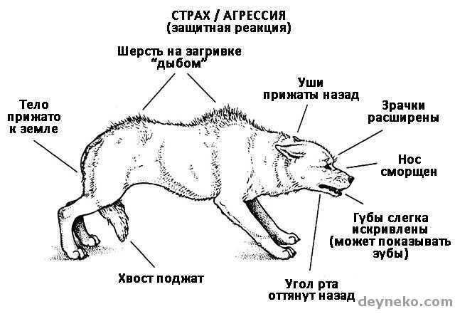 Что такое энцефалит у собак: симптомы и опасность, прогнозы на выздоровление, лечение и профилактика