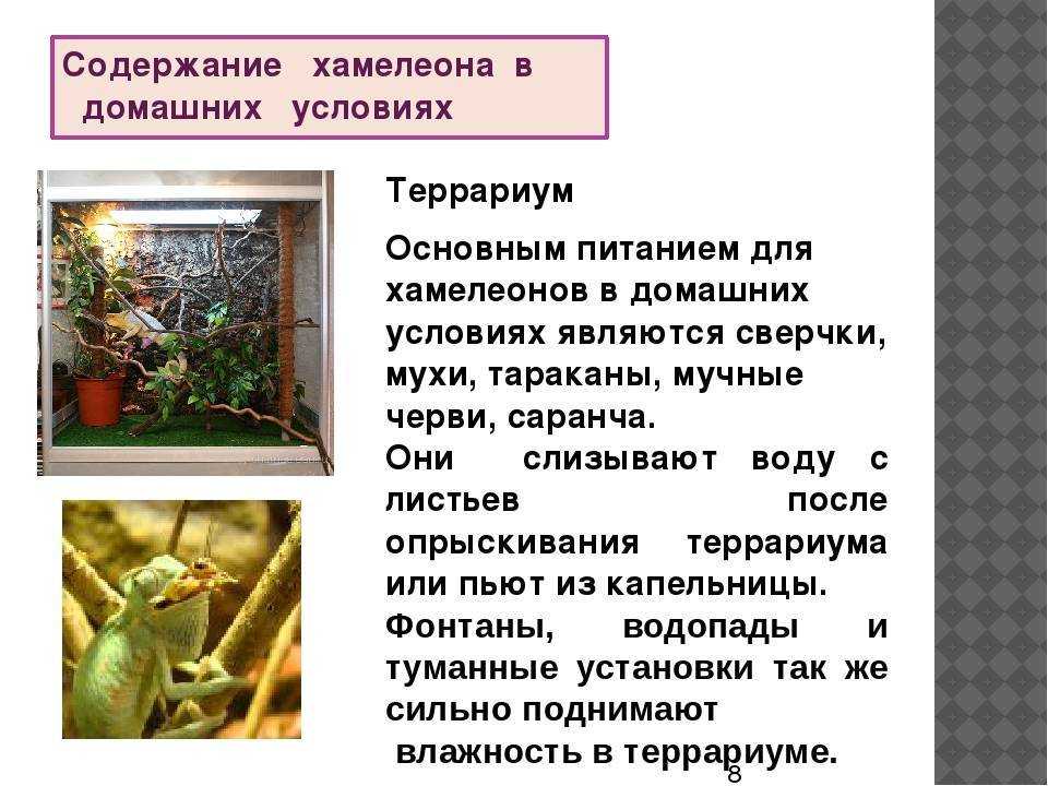 Содержать дома хамелеона непростое занятие но интересный и необычный питомец точно привлечёт внимание всех друзей Экзотическая ящерица может содержаться в неволе но нужно обеспечить ей всё необходимое для комфортной жизни особенно тепло