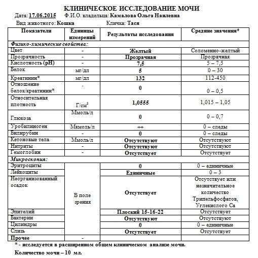 Что делать, если у кота моча с кровью?