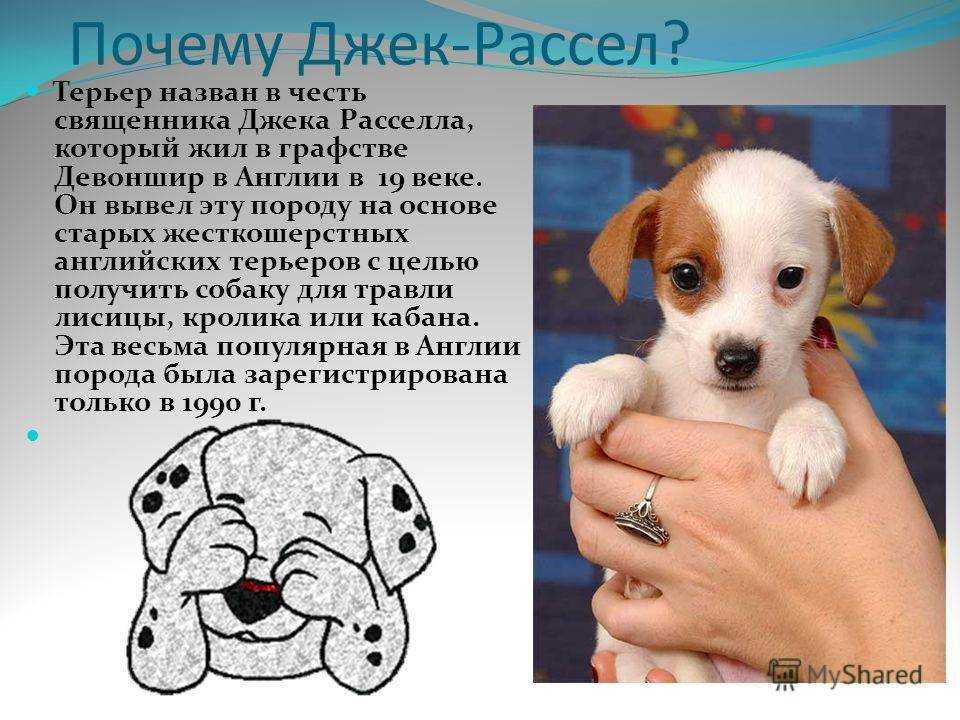 Порода собаки из фильма «маска» и ее характеристики