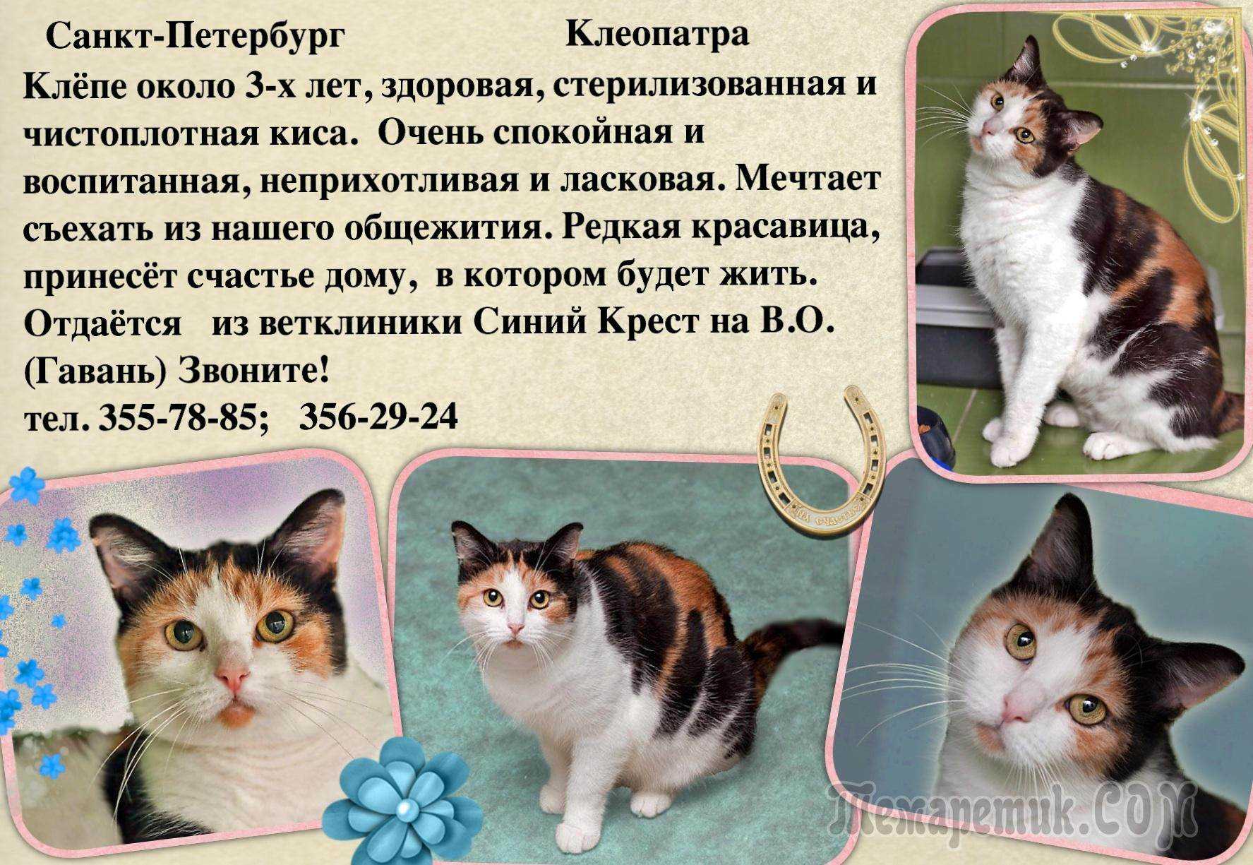 Окрас британских кошек и котов: описание по видам, фото
