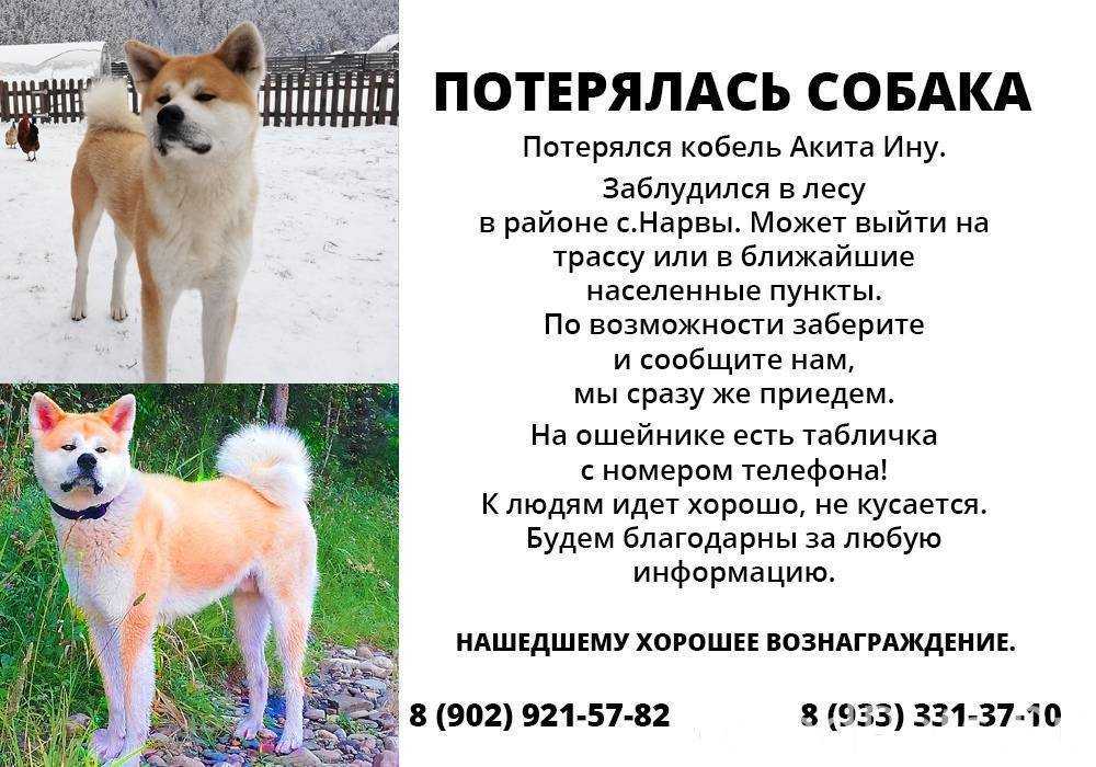Акита-ину - породы собак | некоммерческий учебно-познавательный интернет-портал зоогалактика