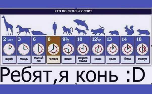Сколько спят собаки в сутки: стадии сна, возраст, режим
сколько спят собаки в сутки: стадии сна, возраст, режим