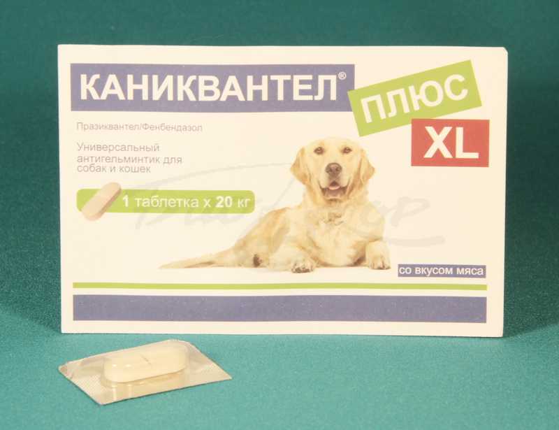 Каниквантел для кошек, инструкция по применению: как давать питомцу таблетки от глистов?