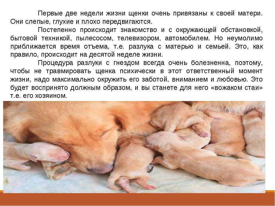 Как дрессировать щенка