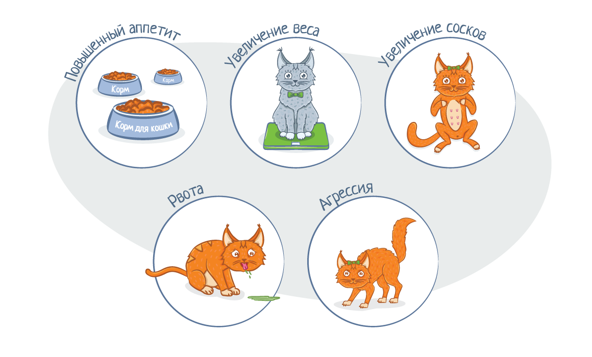 Беременность кошки 😻: признаки, сколько длится и как проходит