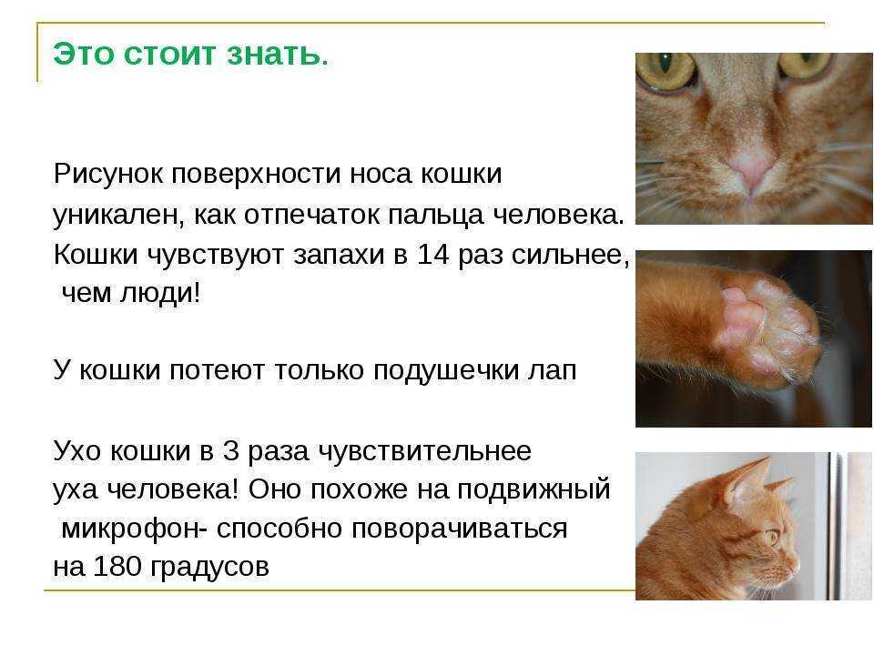 Нос кошки