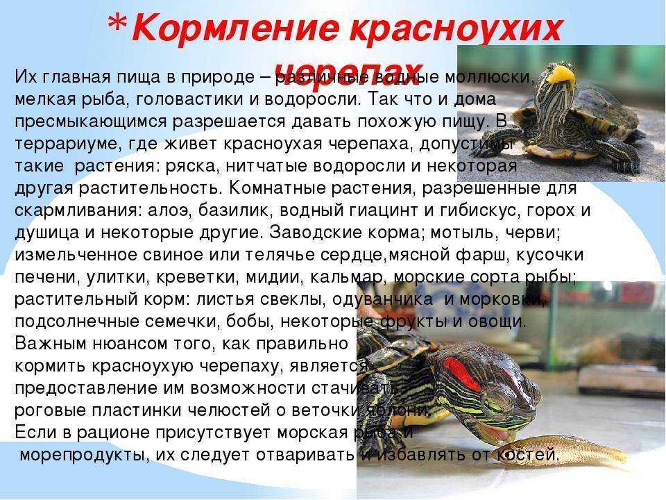 Уход и содержание красноухой черепахи в домашних условиях