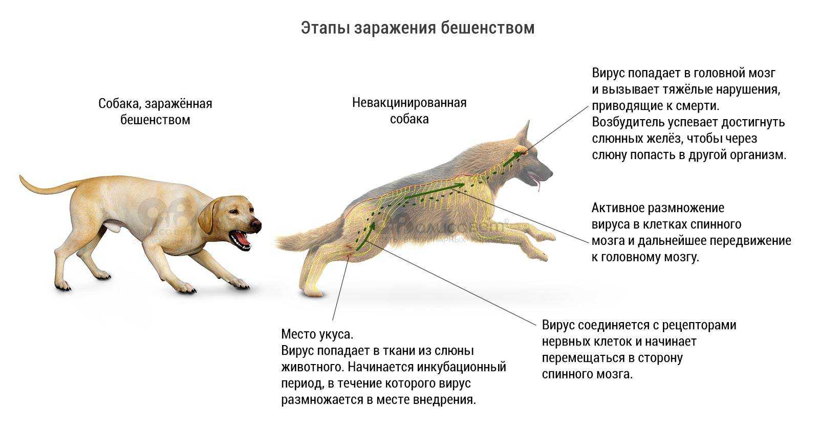 Что делать, если укусила или поцарапала кошка, в том числе, если опухла рука после укуса