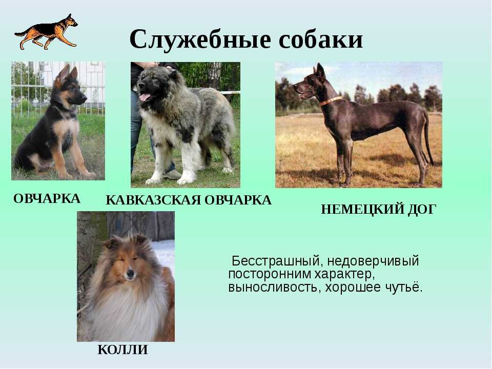 Собака на службе у человека: семь отличных пород