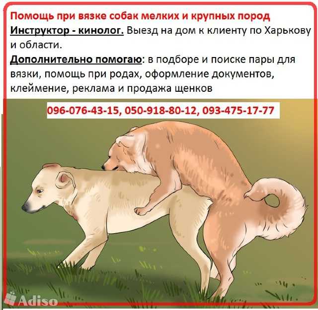 Что такое вязка собак как подготовить собаку к первой случке Как помочь собаке в период до и после спаривания о чем следует позаботиться рекомендации