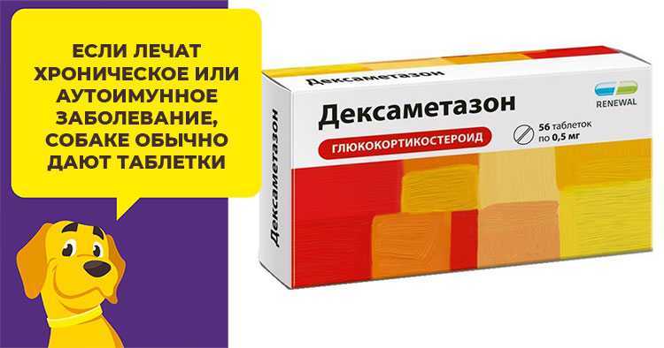 «дексаметазон» для кошек: инструкция по применению. инструкция по применению дексаметазона кошкам дексаметазон коту дозировка уколы