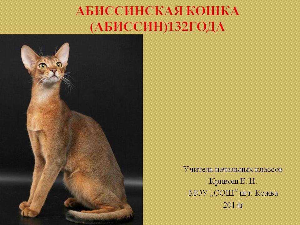 Абиссинская кошка - описание и стандарт породы, характер и особенности поведения, уход в домашних условиях