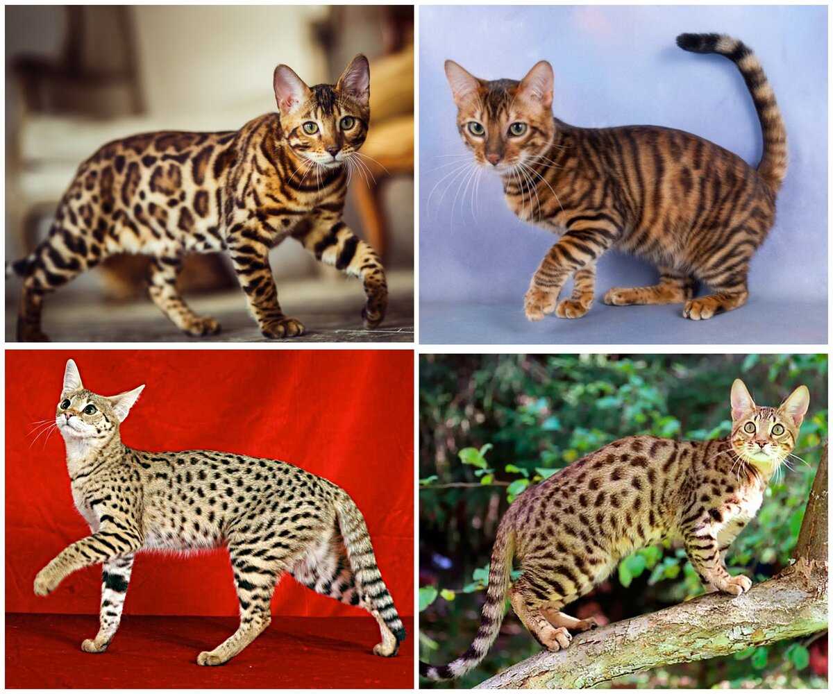 Окрасы бенгальских кошек