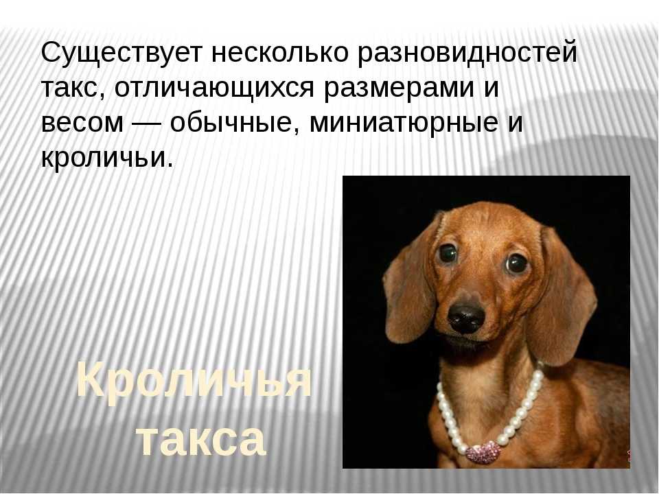 Такса