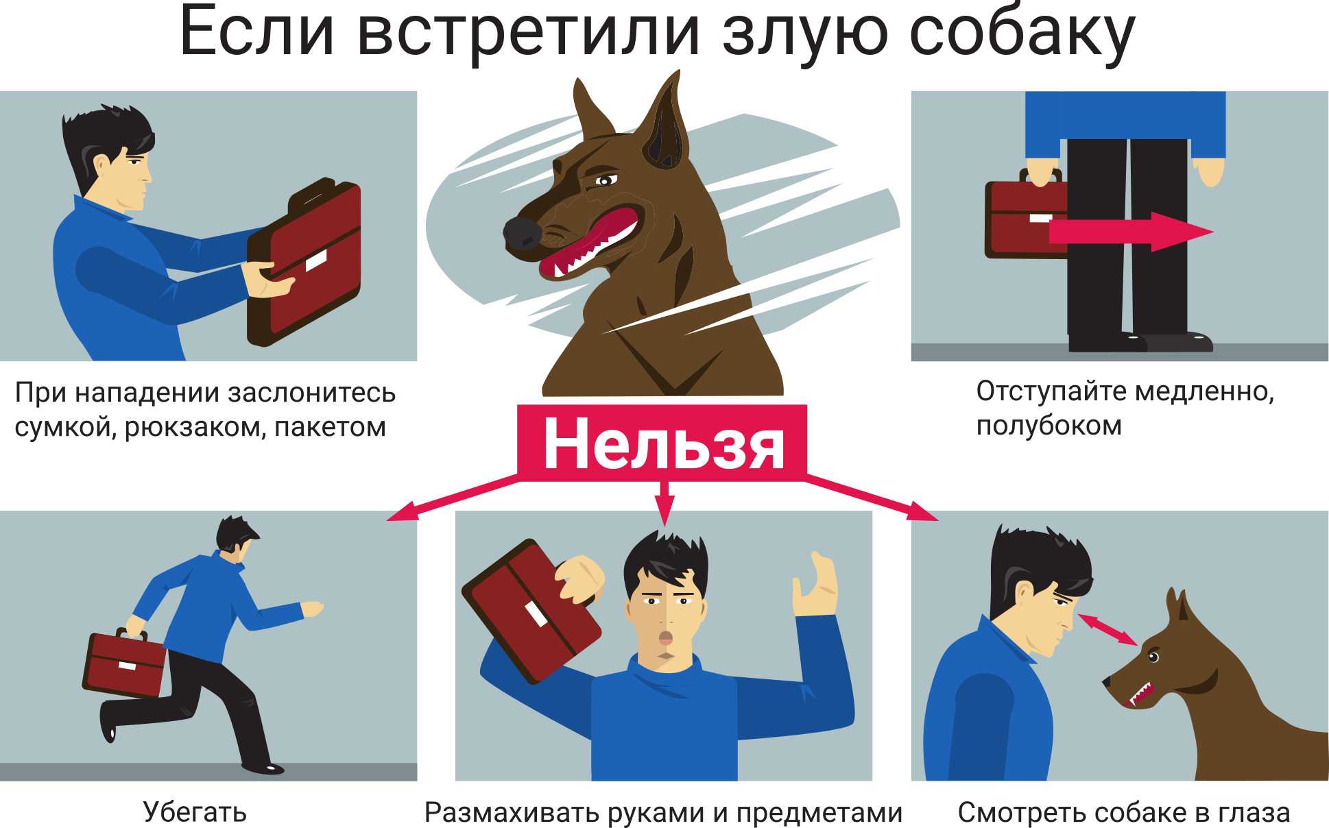 Что делать, если щенок гиперактивный?