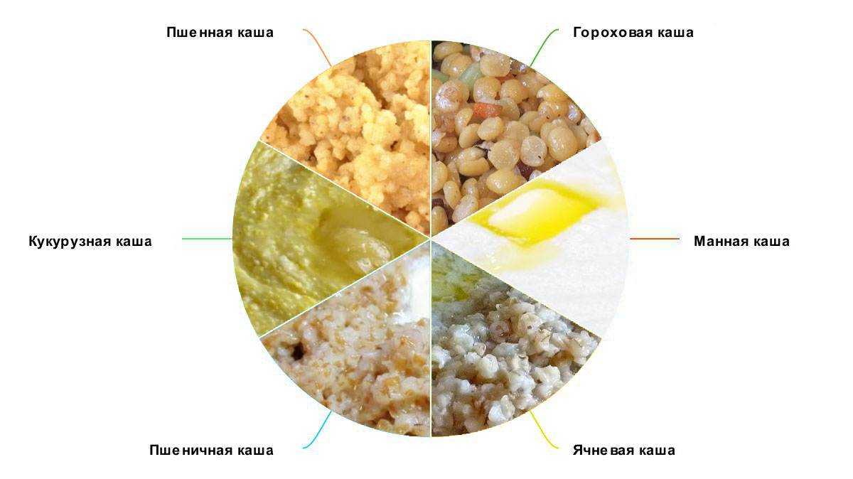 Можно котенку кашу. Какие каши можно давать собакам. Какие каши нельзя собакам. Какую крупунельщя собакам. Какую крупу можно кошкам.