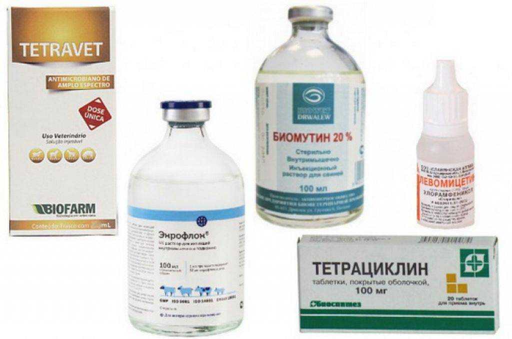Микоплазмоз у собак: симптомы и схемы лечения, как предается болезнь щенков, анализ беременных самок на mycoplasma cynos