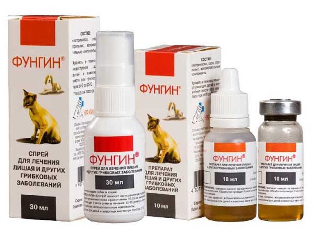 Грибок у кошек: симптомы и лечение