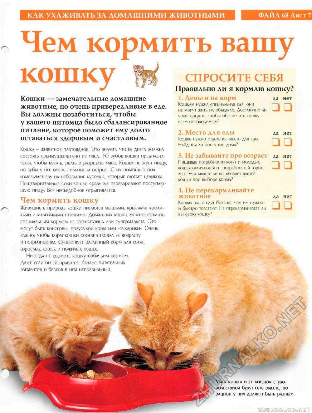 Как приучить котенка к сухому корму