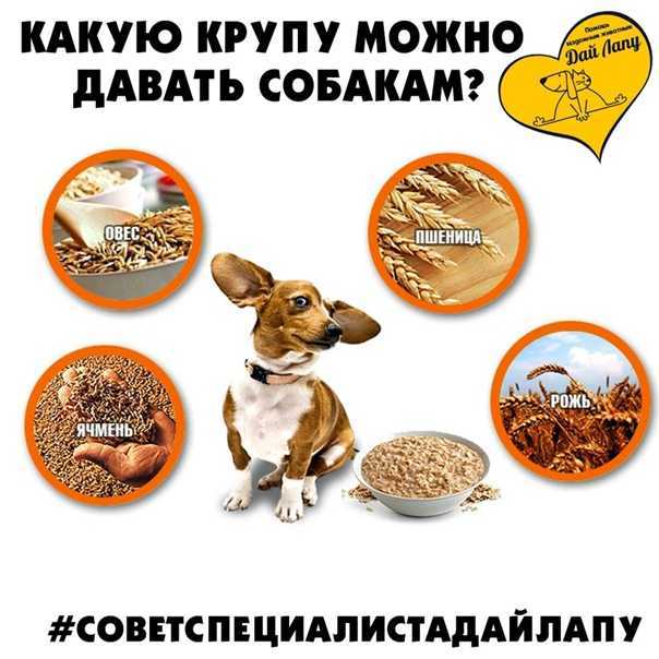 Какие крупы можно добавить в рацион вашей собаки? что будет полезным?