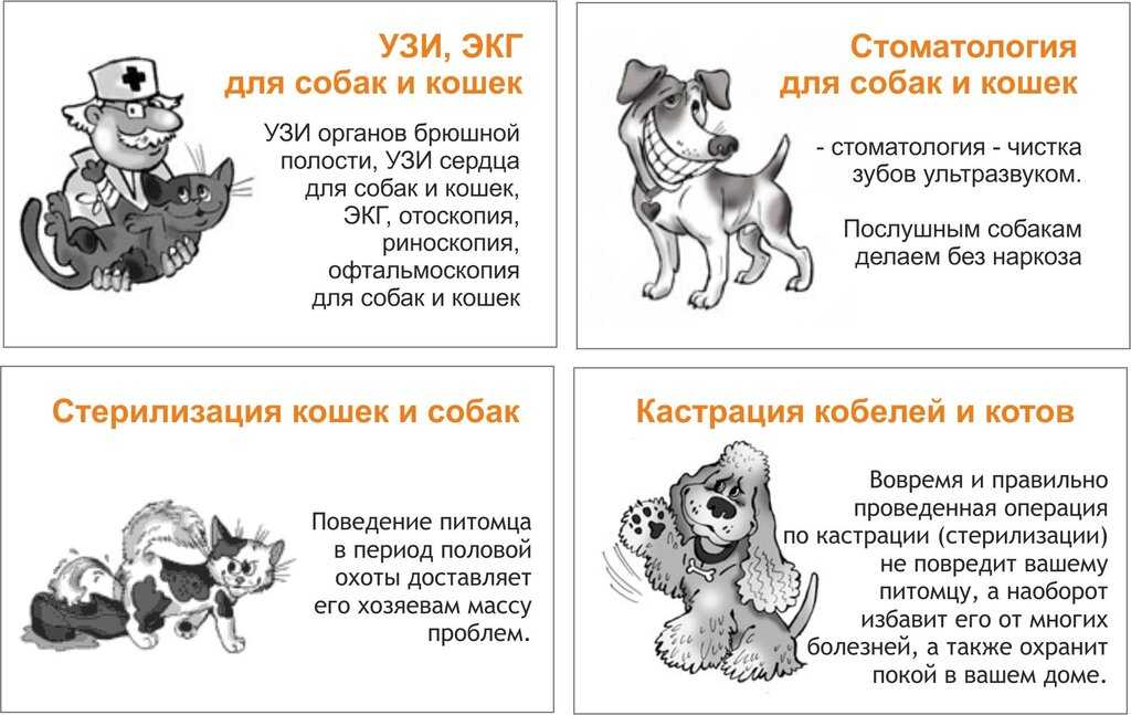 Виды и способы стерилизации кошек: плюсы и минусы каждого | ваши питомцы