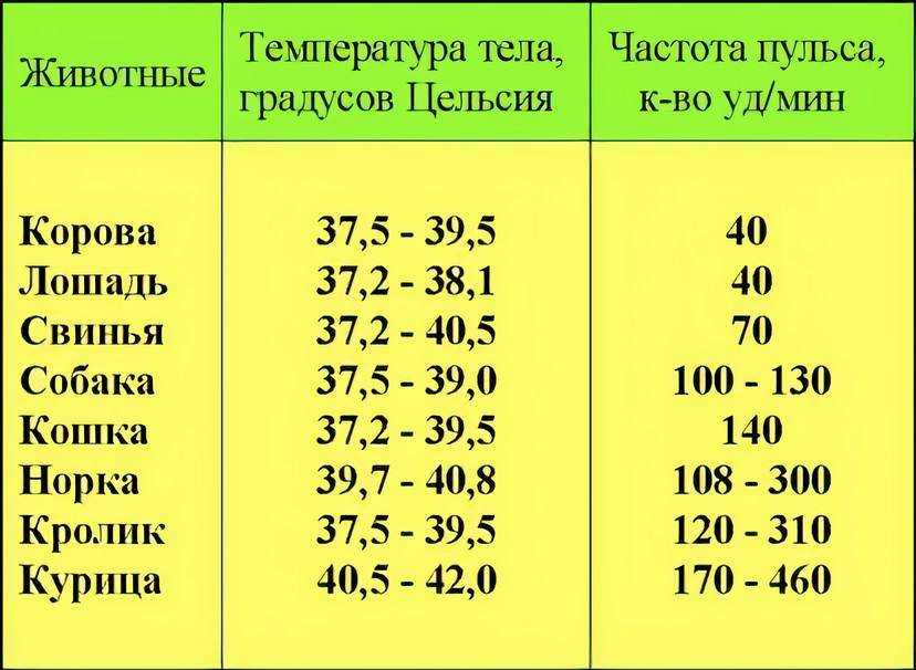 Пульс (нормальный, высокий, низкий) у кошек
