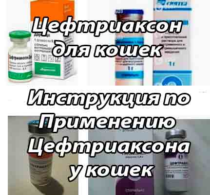Уколы цефтриаксон для кошек: инструкция по применению и расчёт дозировки