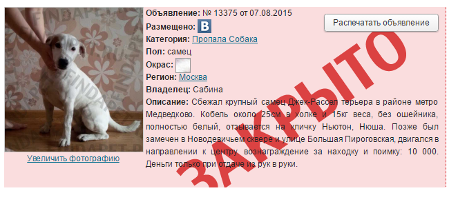 Что делать, если вы нашли собаку? найдена собака!