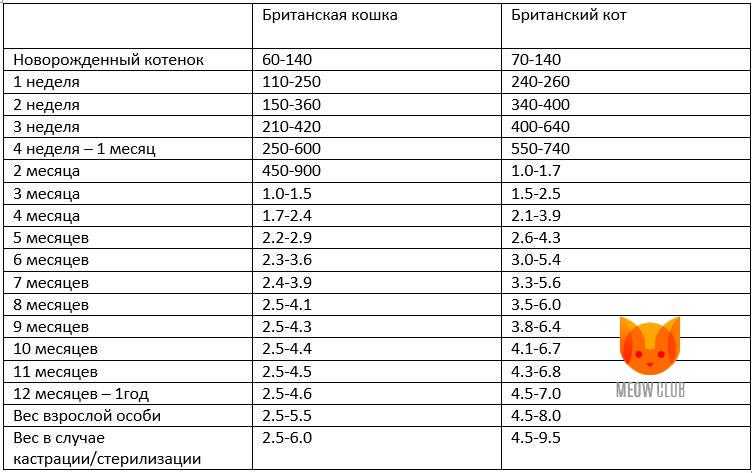 Таблица веса котят по месяцам