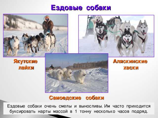 Спорт в котором собаки соревнуются в беге в упряжках распространён по всему миру Ездовые четвероногие друзья отличаются высокой выносливостью и стойкостью И многие хозяева домашних питомцев отдают предпочтение именно таким породам