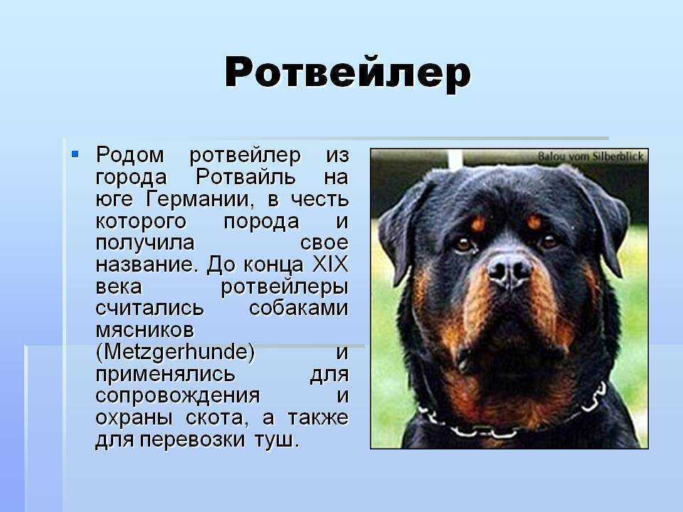 Ротвейлер: история, стандарт породы, характер, содержание и уход (+ фото) | ваши питомцы