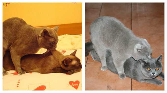 Как свести кошку с котом?