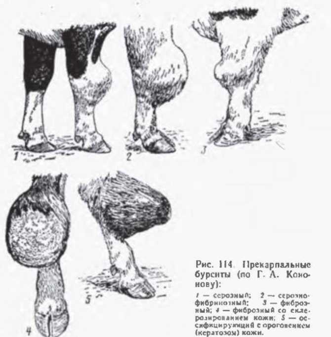 Ревматизм у собаки: причины, симптомы и лечение
