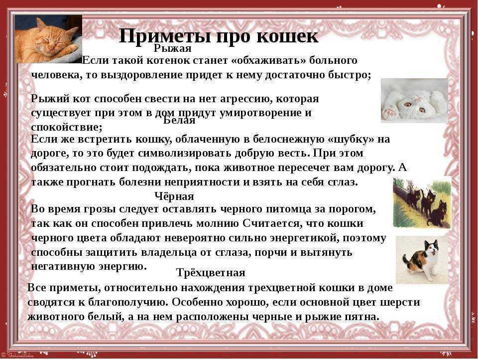 Примета: кошка пришла в дом – к чему это, если она чужая или беременная