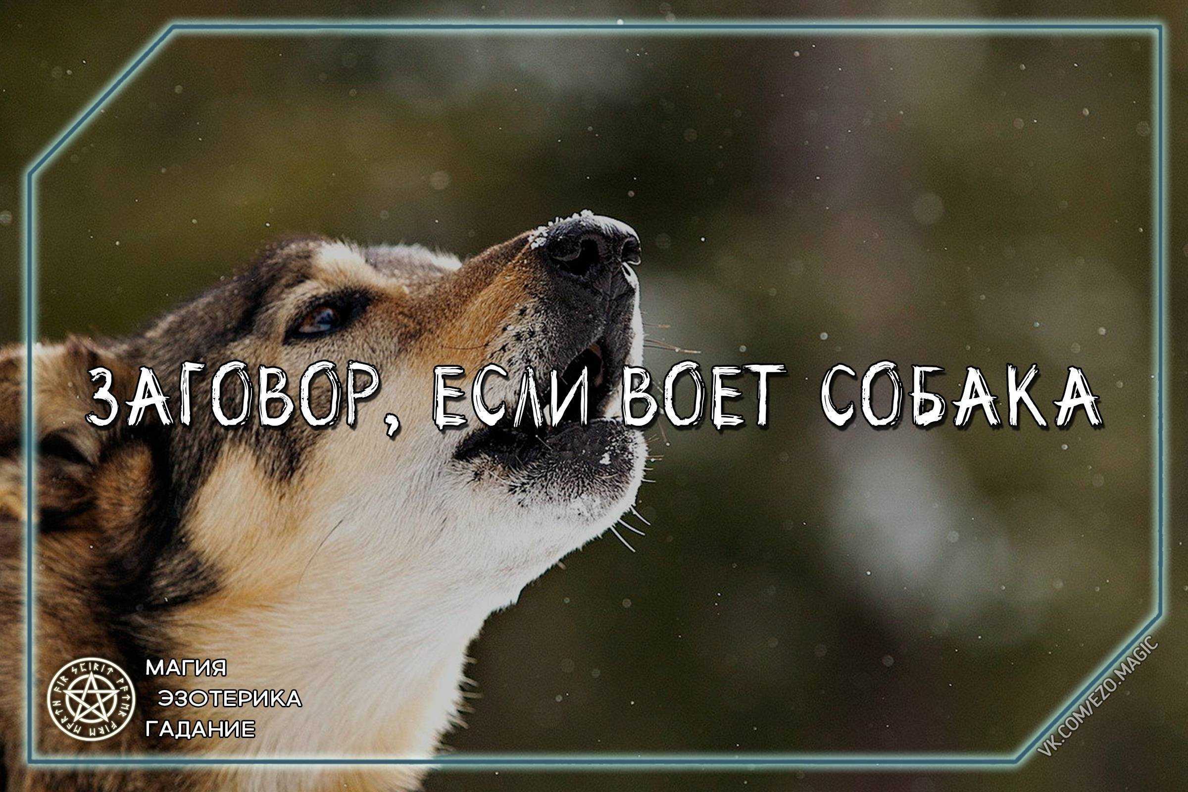 Почему воет собака: народные суеверия + особенности